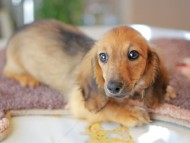 Kaninchen_Dachshund6469
