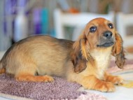 Kaninchen_Dachshund6473 Kaninchen_Dachshund6473