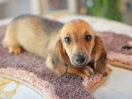 Kaninchen_Dachshund6483