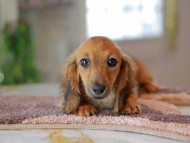 Kaninchen_Dachshund6495 Kaninchen_Dachshund6495