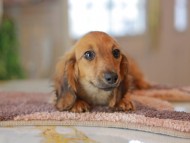 Kaninchen_Dachshund6500