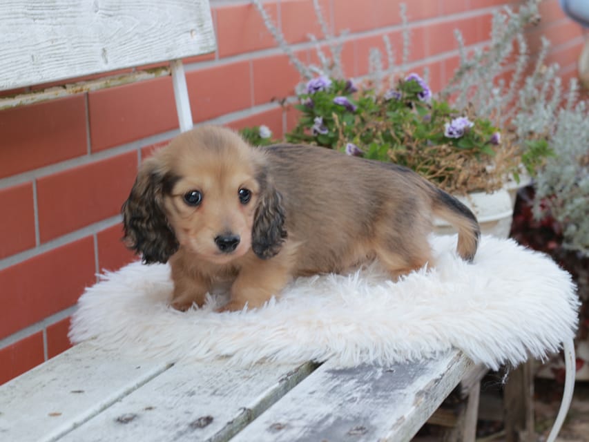 カニンヘンダックスフンド うさぎ ＆ スパーキーの子犬 イエロー 男の子