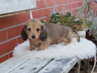 Kaninchen_Dachshund655