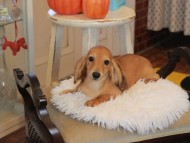 Kaninchen_Dachshund6560