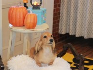 Kaninchen_Dachshund6572