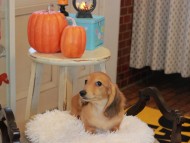 Kaninchen_Dachshund6574