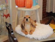 Kaninchen_Dachshund6577