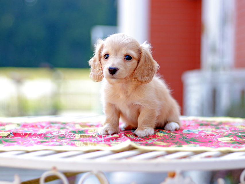 カニンヘン ダックスフンド ドロップ&ピーターの子犬 イエロー(クリーム) 男の子