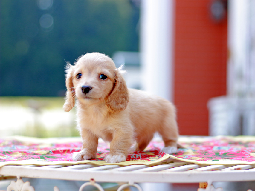 カニンヘン ダックスフンド ドロップ&ピーターの子犬 イエロー(クリーム) 男の子