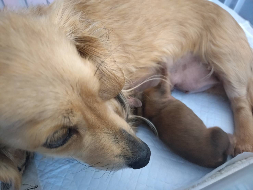 カニンヘンダックスフンド コットン 1月24日子犬の出産