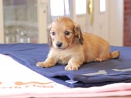 チャンミ ＆ ボノの子犬 レッド 男の子 カニンヘンダックスフンド