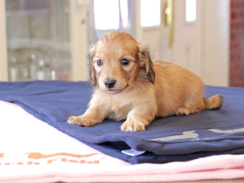 カニンヘンダックスフンド チャンミ ＆ ボノの子犬 レッド 男の子