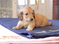 Kaninchen_Dachshund661 Kaninchen_Dachshund661