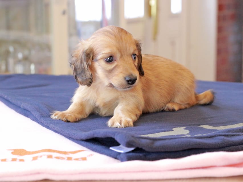 カニンヘンダックスフンド チャンミ ＆ ボノの子犬 レッド 男の子