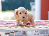 Kaninchen_Dachshund6610 Kaninchen_Dachshund6610