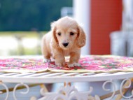 Kaninchen_Dachshund6612