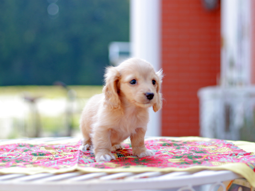 カニンヘン ダックスフンド ドロップ&ピーターの子犬 イエロー(クリーム) 男の子