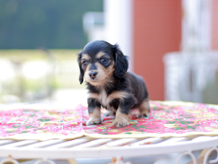 カニンヘン ダックスフンド ドロップ&ピーターの子犬 ブラックイエロー(ブラッククリーム) 女の子