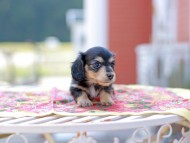 Kaninchen_Dachshund6621 Kaninchen_Dachshund6621