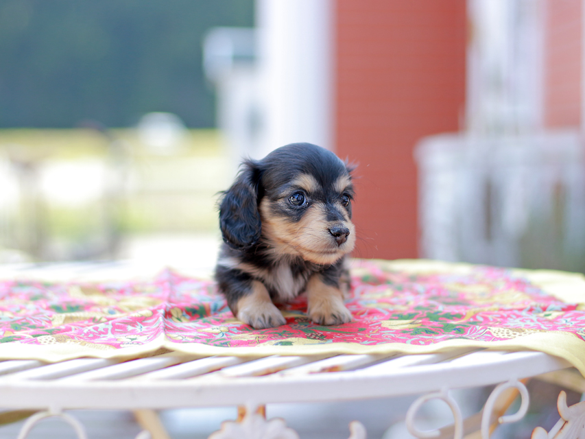 カニンヘン ダックスフンド ドロップ&ピーターの子犬 ブラックイエロー(ブラッククリーム) 女の子