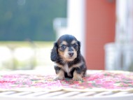 Kaninchen_Dachshund6625