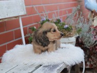 Kaninchen_Dachshund663