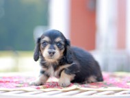 Kaninchen_Dachshund6634 Kaninchen_Dachshund6634