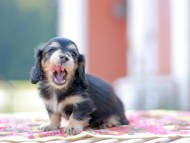 Kaninchen_Dachshund6635