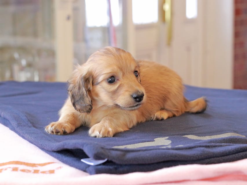 カニンヘンダックスフンド チャンミ ＆ ボノの子犬 レッド 男の子