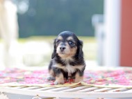 Kaninchen_Dachshund6641 Kaninchen_Dachshund6641