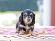 Kaninchen_Dachshund6642