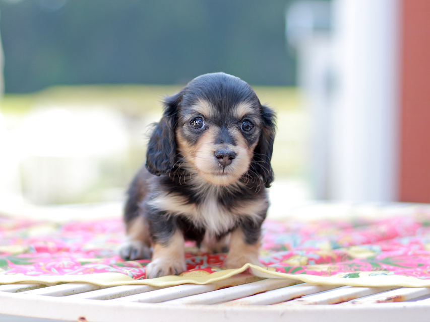 カニンヘン ダックスフンド ドロップ&ピーターの子犬 ブラックイエロー(ブラッククリーム) 女の子