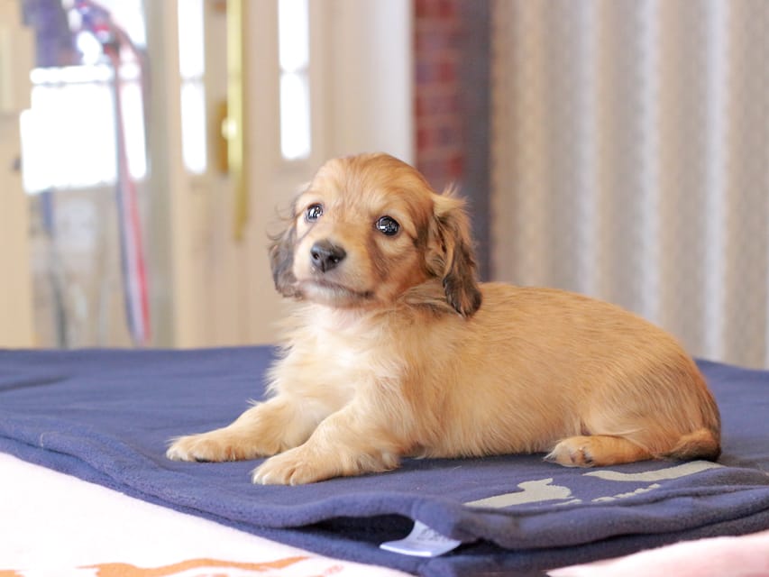カニンヘンダックスフンド チャンミ ＆ ボノの子犬 レッド 男の子