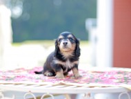 Kaninchen_Dachshund6662 Kaninchen_Dachshund6662