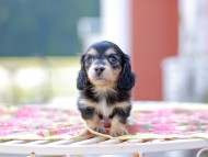 Kaninchen_Dachshund6672 Kaninchen_Dachshund6672