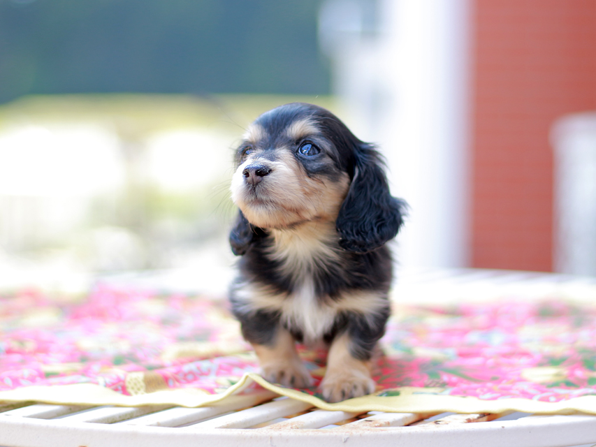 カニンヘン ダックスフンド ドロップ&ピーターの子犬 ブラックイエロー(ブラッククリーム) 女の子