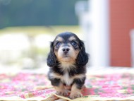Kaninchen_Dachshund6675 Kaninchen_Dachshund6675