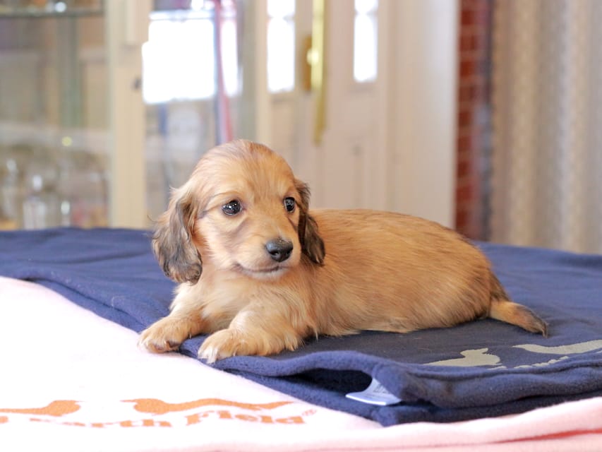 カニンヘンダックスフンド チャンミ ＆ ボノの子犬 レッド 男の子