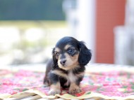 Kaninchen_Dachshund6699 Kaninchen_Dachshund6699