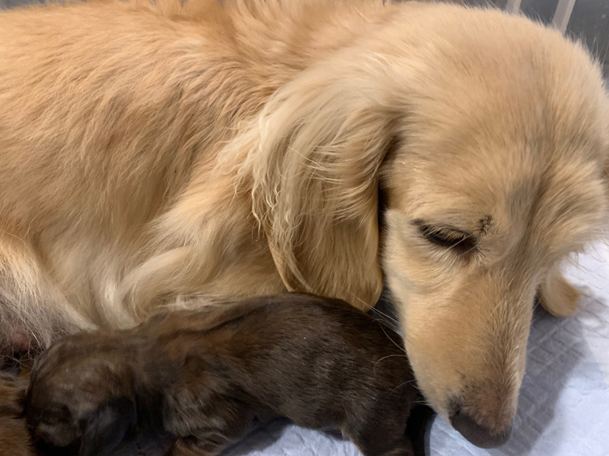カニンヘンダックスフンド ポポ 1月21日子犬の出産