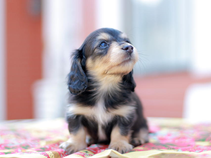 カニンヘン ダックスフンド ドロップ&ピーターの子犬 ブラックイエロー(ブラッククリーム) 女の子