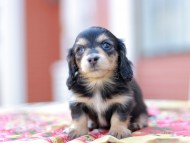 Kaninchen_Dachshund6707 Kaninchen_Dachshund6707