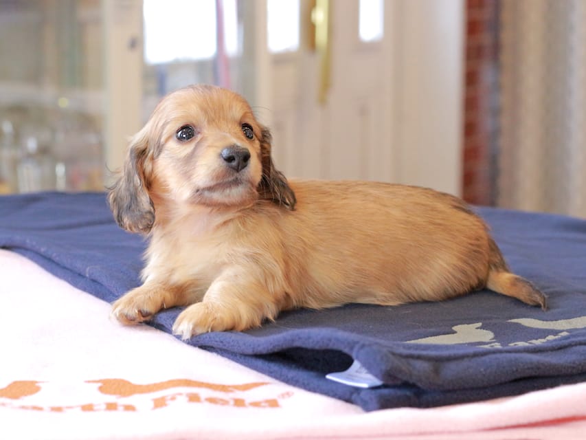 カニンヘンダックスフンド チャンミ ＆ ボノの子犬 レッド 男の子