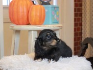 Kaninchen_Dachshund6717 Kaninchen_Dachshund6717