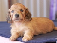 Kaninchen_Dachshund672
