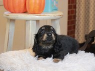 Kaninchen_Dachshund6727 Kaninchen_Dachshund6727