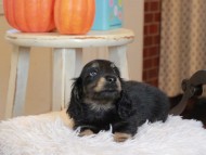 Kaninchen_Dachshund6728