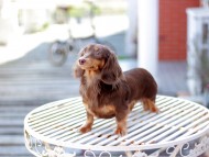 Kaninchen_Dachshund6735