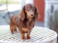 Kaninchen_Dachshund6748 Kaninchen_Dachshund6748