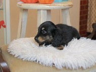 Kaninchen_Dachshund6751